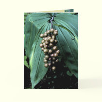 Golden Fruit cards by MoiraAshleigh Golden Fruit cards