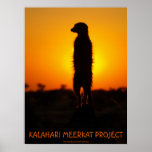 Golden glow meerkat poster posters