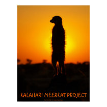 Golden glow meerkat poster posters