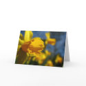 "Golden Goodness" Greeting Card by ChelseaKerwath "Golden Goodness" Greeting Card