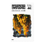 Golden Grapes in the Afternoon Stamp