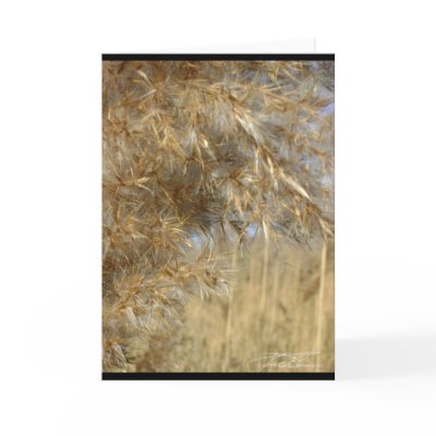 Golden Grasses Greeting Card by Flynn the Cat