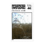 rushes, photo, photography, plant, yellow, spring,