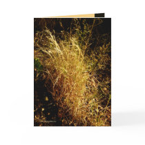 Golden Harvest cards