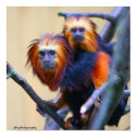 Golden Headed Lion Tamarin posters