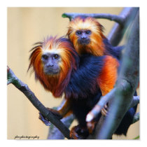 Golden Headed Lion Tamarin posters by jdmphotography Golden Headed Lion Tamarin posters