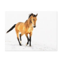 Golden horse in snow post cards