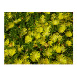 Golden Ice Flowers Postcard