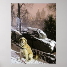Golden in the Snowy Ramble Poster Print