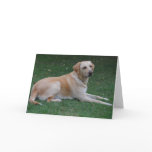 Golden Labrador Cards