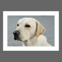 Golden Labrador Poster posters
