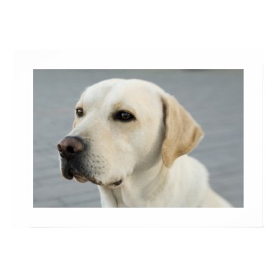 Golden Labrador Poster by ironydesign