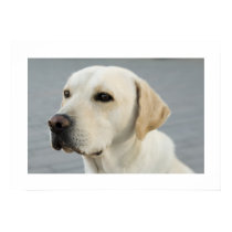 Golden Labrador Poster posters by ironydesign Golden Labrador Poster posters