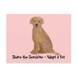 Golden Labrador Retriever Pet AdoptionPostcards