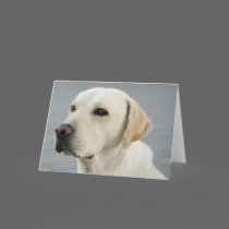 Golden Labrador Retriever Photograph Card
