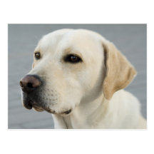 Golden Labrador Retriever Photograph Postcards