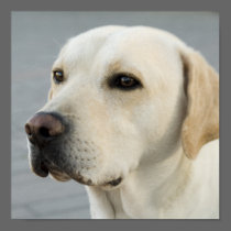 Golden Labrador Retriever Photograph Poster