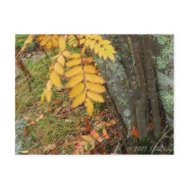 Golden Leaf postcards by Landscape_Prints Golden Leaf postcards