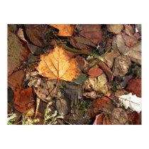 Golden Leaf posters by PLindberg Golden Leaf posters