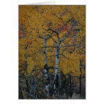Golden Leaves of the Aspen Greeting Card
