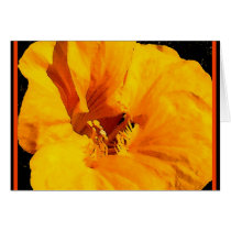 GOLDEN LION NASTURTIUM cards