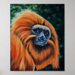 Golden Lion Tamarin - Canvas Print