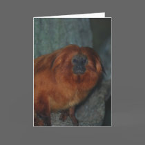 Golden Lion Tamarin Greeting Card cards