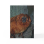 Golden Lion Tamarin Greeting Card