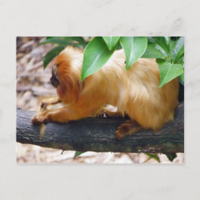 Golden Lion Tamarin Grooming postcard