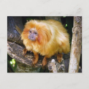 Golden Lion Tamarin postcard