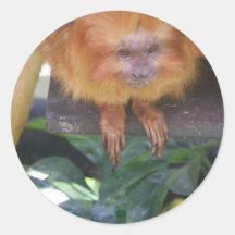 Golden Lion Tamarin Round Sticker