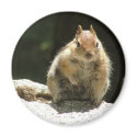 Golden mantled ground squirrel magnets by ribizlifozelek Golden mantled ground squirrel magnets