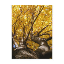 Golden Maple ~ postcard