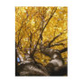 Golden Maple ~ postcard