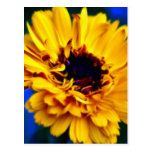 Golden Marigold and meaning Postcards
