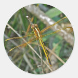 Golden Meadowhawk (Sympetrum) Dragonfly Items Sticker