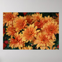 Golden Mums Posters