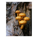 Golden Mushrooms 61 ~ print