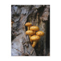 Golden Mushrooms ~ postcard by Andy2302 Golden Mushrooms ~ postcard