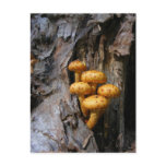Golden Mushrooms ~ postcard