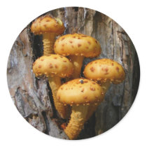 Golden Mushrooms ~ sticker