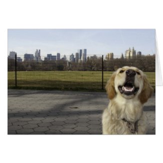 Golden Retriever dog on Great Lawn in Central Park in New York City NYC skyline greeting card