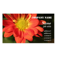 Golden,orange color daisy flowers. business card template