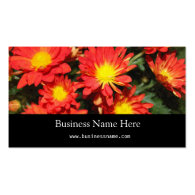 Golden,orange color daisy flowers. business card template