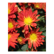 Golden,orange color daisy flowers personalized letterhead