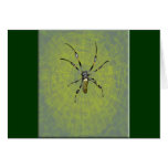 Golden Orb Spider Card
