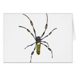 Golden Orb Spider Cards