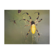 Golden Orb Spiders postcard