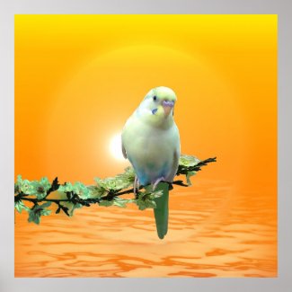 Golden Parakeet Poster zazzle_print