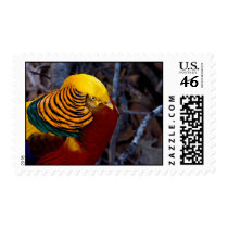 Golden Phessant Stamp